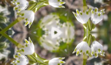 CALEIDOSCOPIO DI TOUR PER LA PRIMAVERA